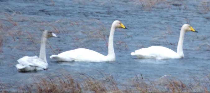 Swans on
                                      the Mishnish