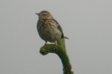 Tree
                              Pipit