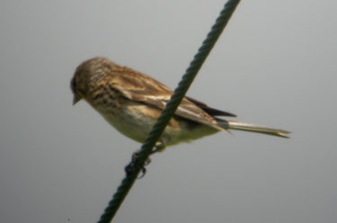 Twite
                            on wire