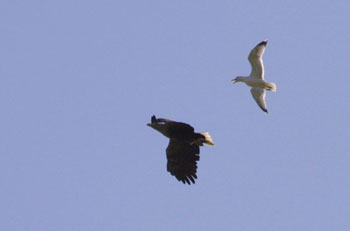 White-tail Eagle and Gull
