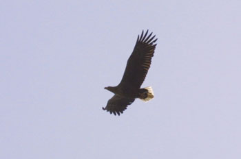 White-tail Eagle carrying a fish