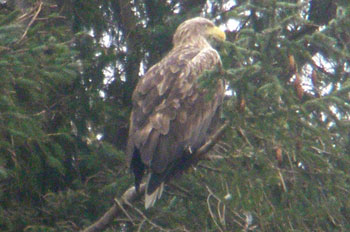 White-tail Eagle