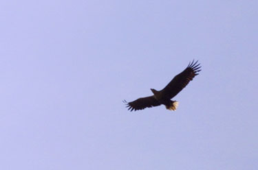 White-tail Eagle