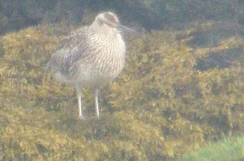 Whimbrel