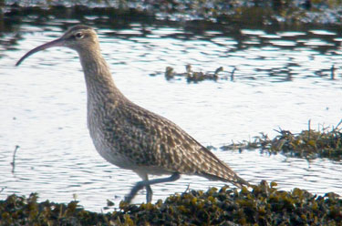 Whimbrel