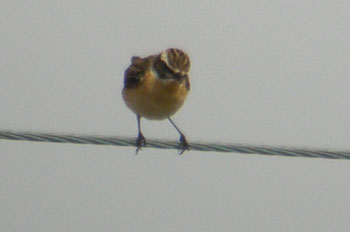 Whinchat