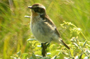 Whinchat