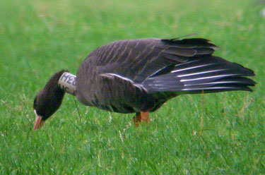 White-fronted Goose with neck
                                      strap