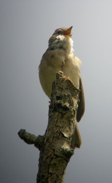 Whitethroat