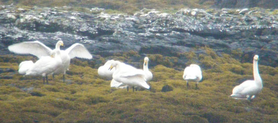 Whooper Swans