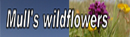 Wildflowers
                                                  button