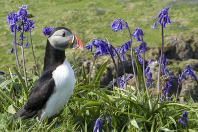 Puffin and Bluebells