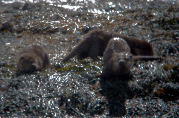 3 Otters