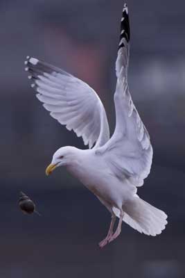 Herring Gull and Whelk by Nic
                                      Davies
