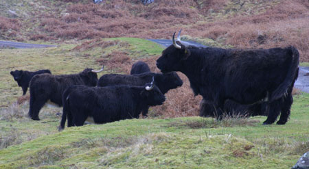 Black Highland Cattle