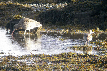 Curlew & Whimbrel (on
                                      right) to compare size