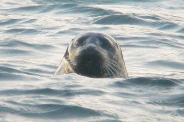 Grey Seal facing