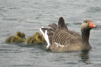 Greylag Goose and goslings