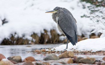Heron in the snow taken by
                                      David Mitchell