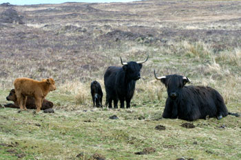Highland Cows and Calves