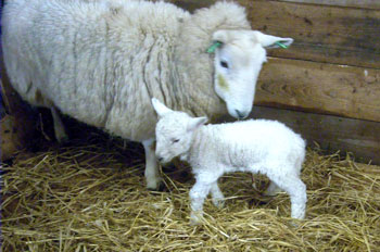 Lamb with wonky legs