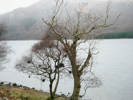 Loch Ba, tree with galls