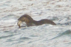 Otter leaves the
                                              rock