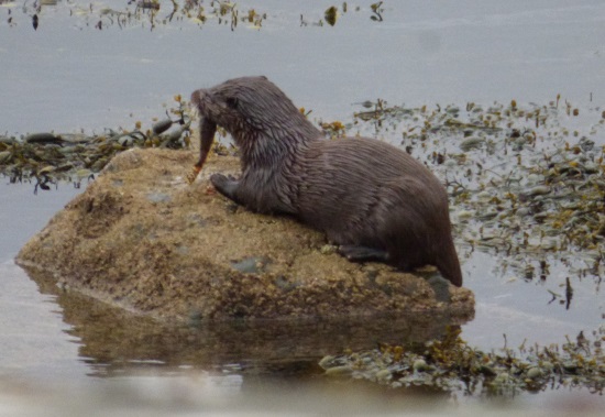 Otter on rock
                            with fish