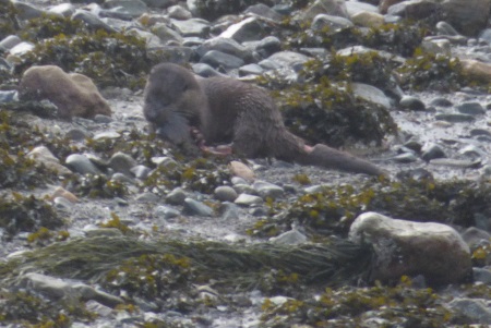Otter
                                                          with cut in
                                                          tail