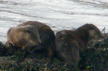 Otters on the seaweed