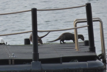 Otters on the
                                    pontoon