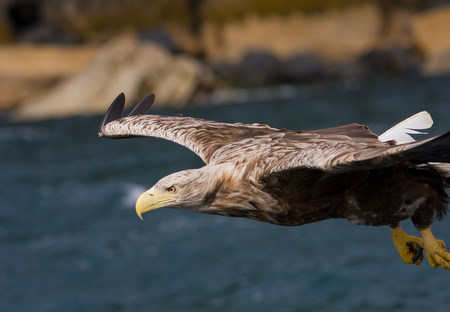 White-tailed Eagle taken by
                                      David Mitchell