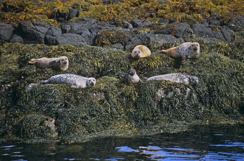 Common Seals by Nic Davies