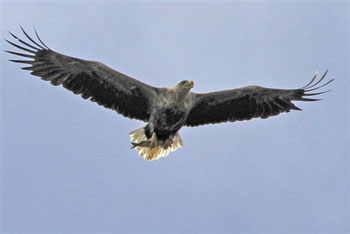 White-tailed Eagle carrying
                                      prey