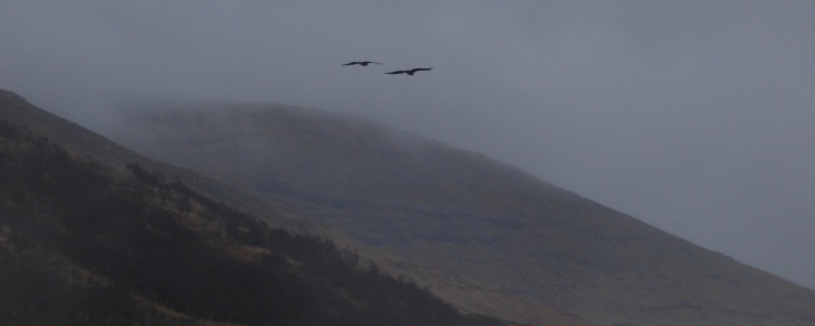 WTE's flying into the mist