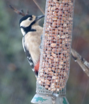 Woodpecker









                                                          on the nut
                                                          feeder