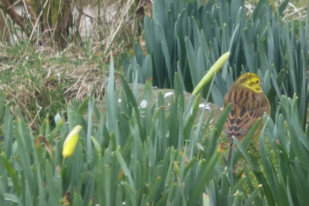Yellowhammer pretending to be a
                                    daffodil