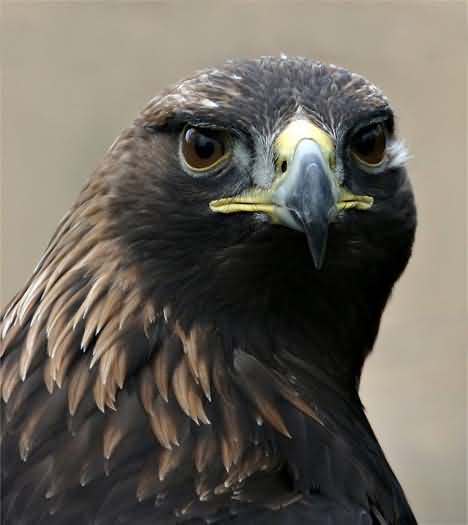 Golden Eagle, photo by kind
                                      permission of Iain Erskine.